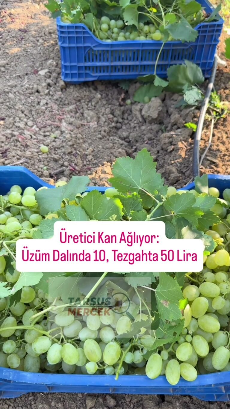 YENER YİNE İŞ BAŞINDA! Tarsus’ta Yener yine bildiğimiz gibi; neşesi,…